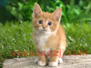 小猫直播一三分快