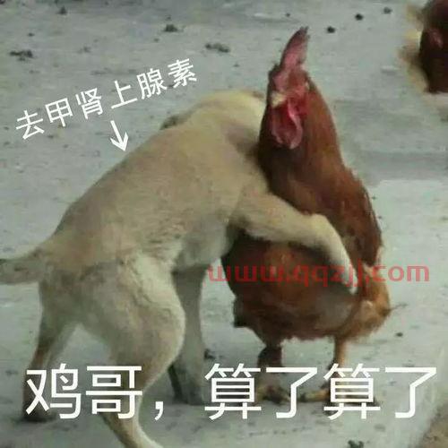 鸡哥算了